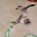 Photo of Smudge