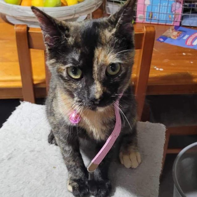 Photo of Gemini *9 Lives Project Rescue*