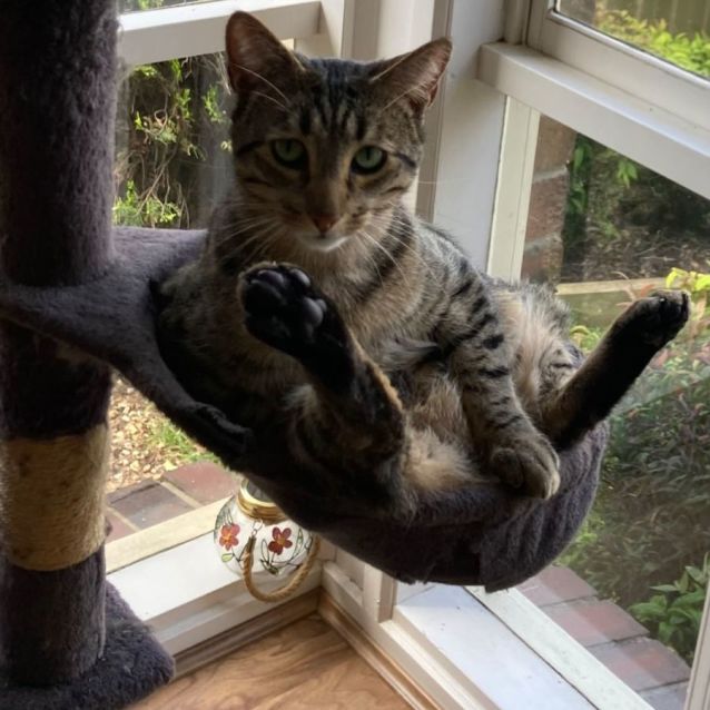 Photo of Milo & Brownie 💙💙