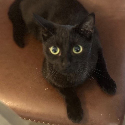 No photo for Mikapink