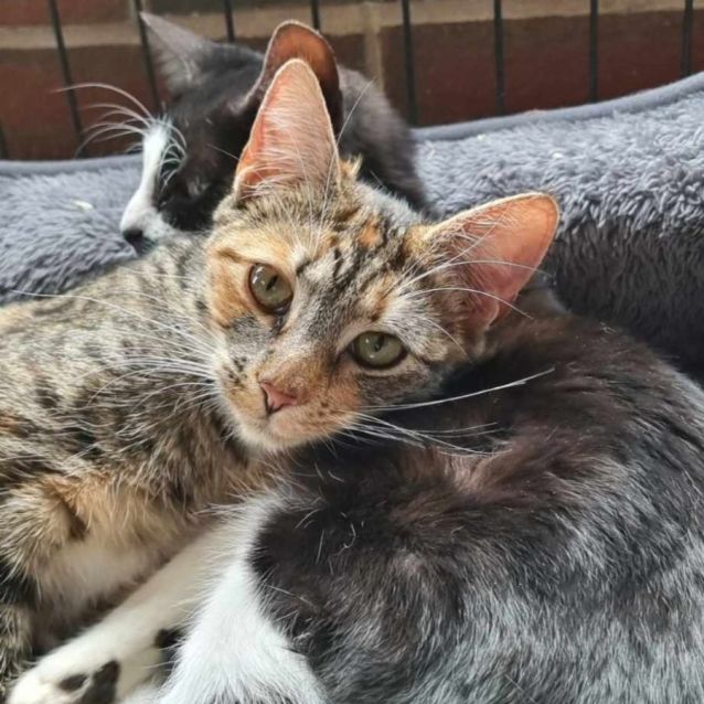 Photo of Luna And Lola