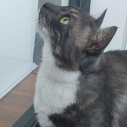 Tom