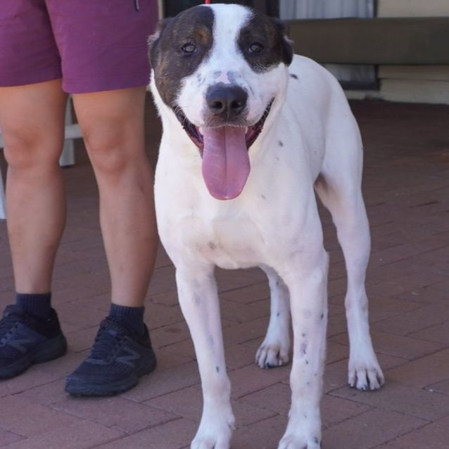 Spencer Medium Male Cross breed Dog in WA PetRescue