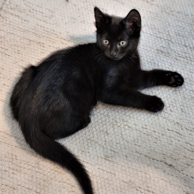 Photo of Sirius ^^Dandy Cat Rescue^^