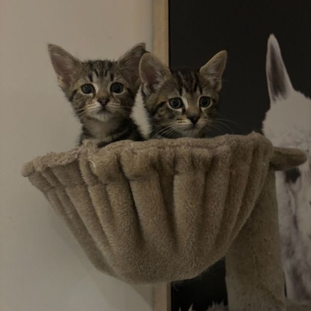 Photo of Albie And Minnie 🐈‍⬛🌺