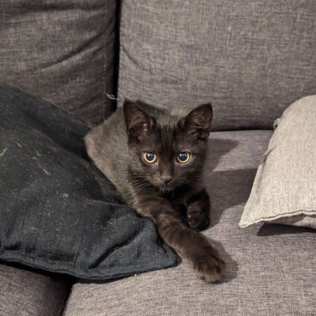 Photo of Lenny *9 Lives Project Rescue*