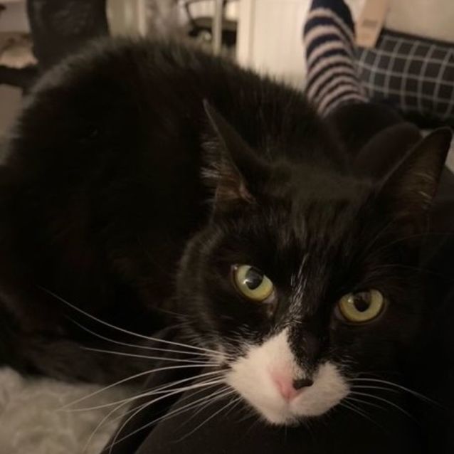 Photo of Cheryl   Now At Pet Quarters Glendale!