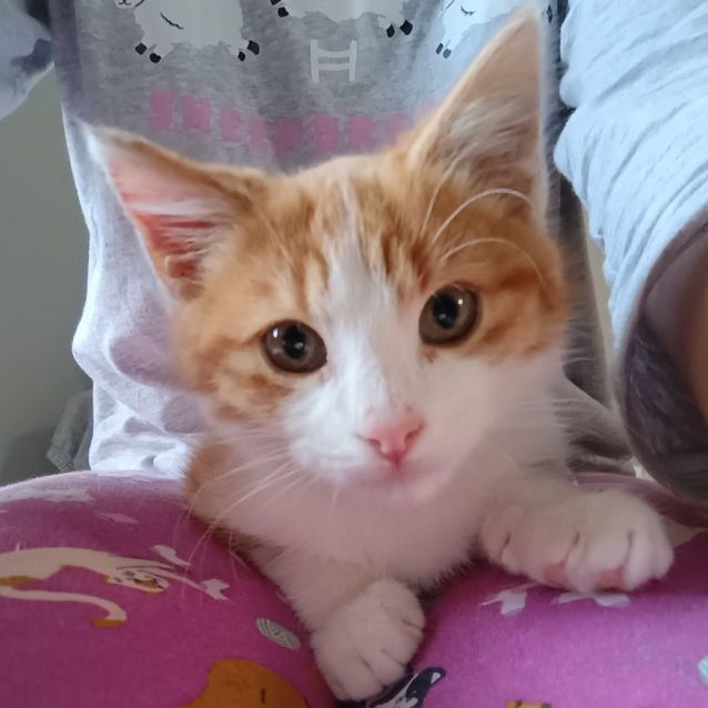 Photo of Pumpkin