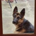 Photo of Tyson