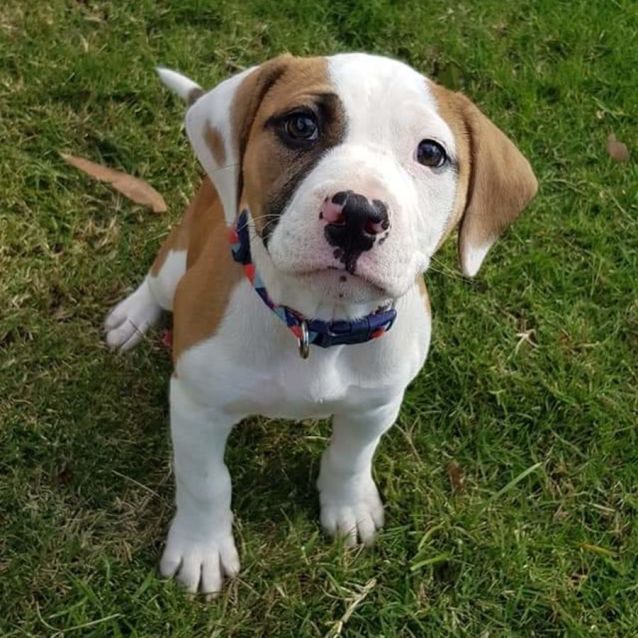 Dot Medium Female American Bulldog x American Staffordshire Bull Terrier Mix Dog in QLD