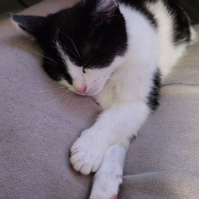 Photo of Rufus