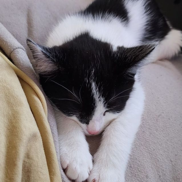 Photo of Rufus