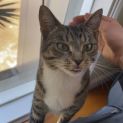 Photo of Shorty
