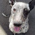 Photo of Pipper