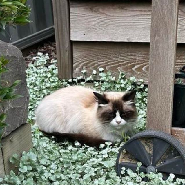 Photo of Misti   Ragdoll