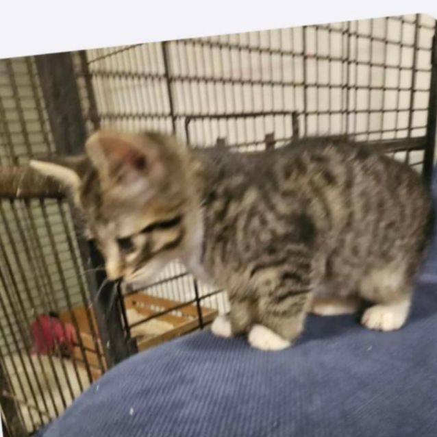 Photo of Buffy Meet Me@Petstock Chelsea Store