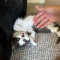 Photo of Flip