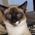 Photo of Benji