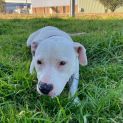 Photo of Koa