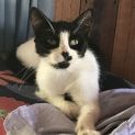 Photo of Missy Moo