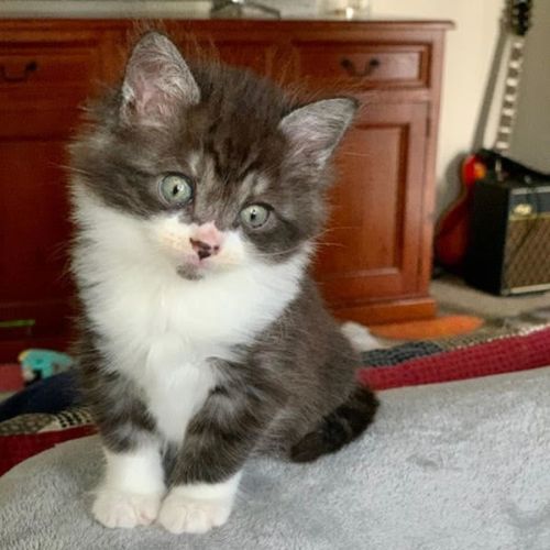 Anna- 8 week old Kitten (on trial 17/12/21)