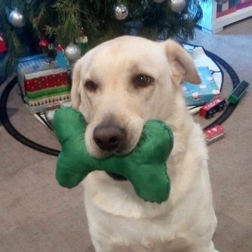 Charlie <3 Cat Friendly. Well trained!