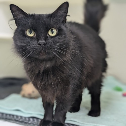 🥙 Purrito 5403 🥙