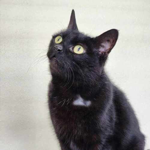 🎀 Minka 5426 🎀