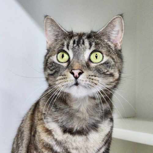 🍧 Queenie 5290 🍧