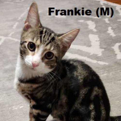 Frankie