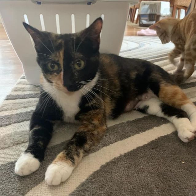 Photo of Nala