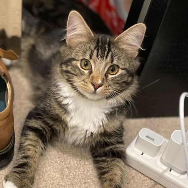 Photo of Samba 