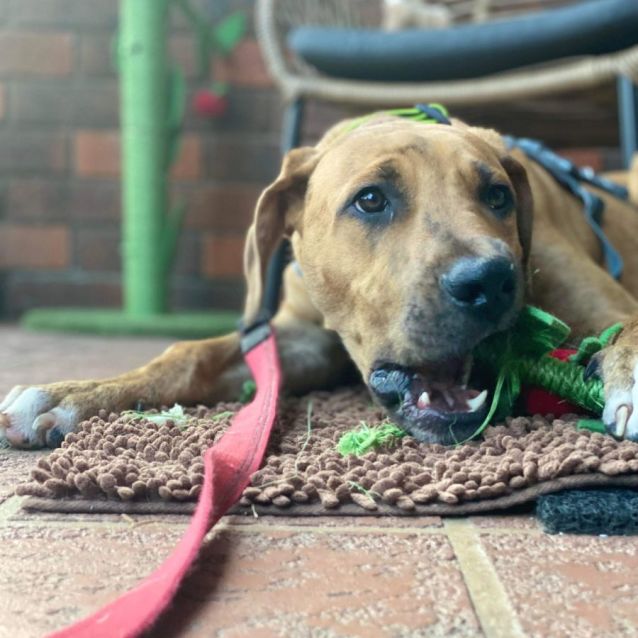 Photo of Pup Pup 🐕🐾♥️