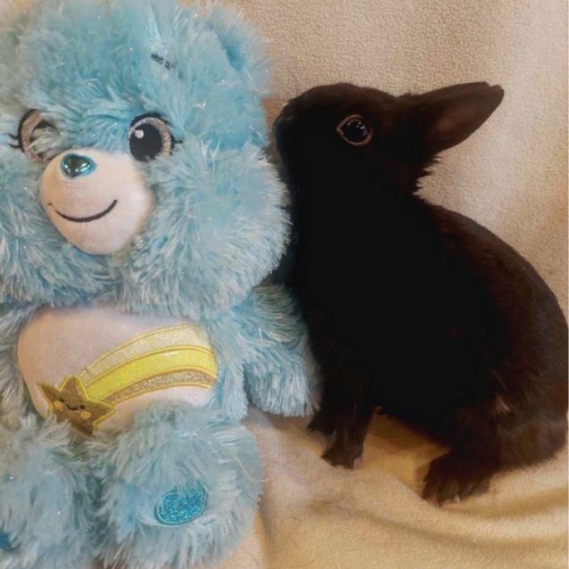 Photo of 🐰Thor🐰 (Located In Mount Evelyn)