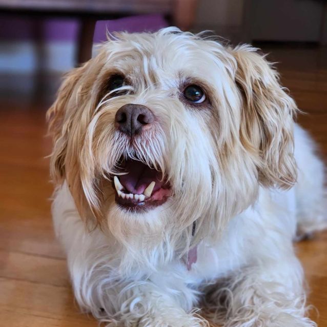 Mayne Small Male Dandie Dinmont Terrier Mix Dog in VIC PetRescue