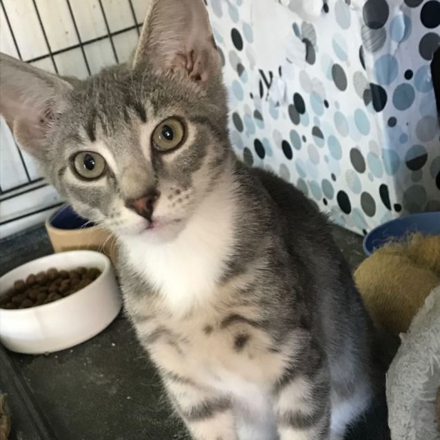 Photo of Poppy & Misty 