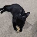 Photo of Cassia