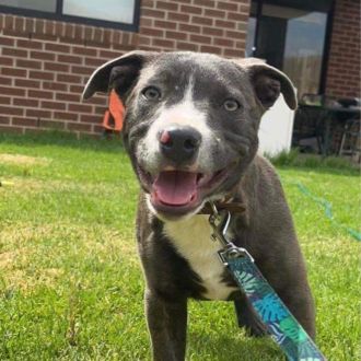 Medium Male Staffordshire Bull Terrier Dog