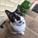 Photo of Milo