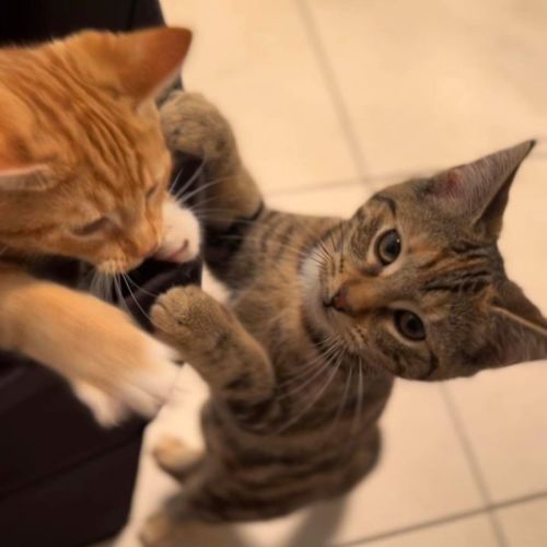 Ember-Meet me at Petstock Hastings 18/6/23