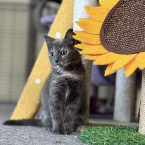Alfalfa Meetme@Petstock Mornington Nepean HWY