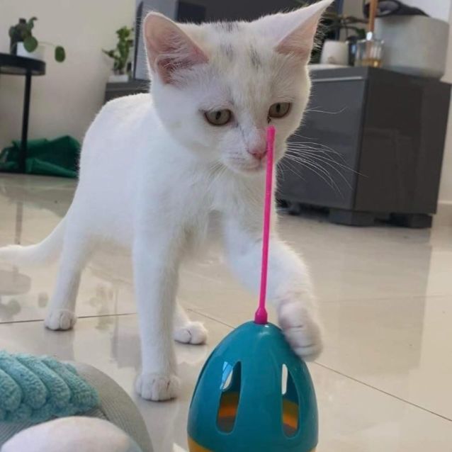 Photo of Remi ~ Meet Me @ Pet Stock Keysborough 😻