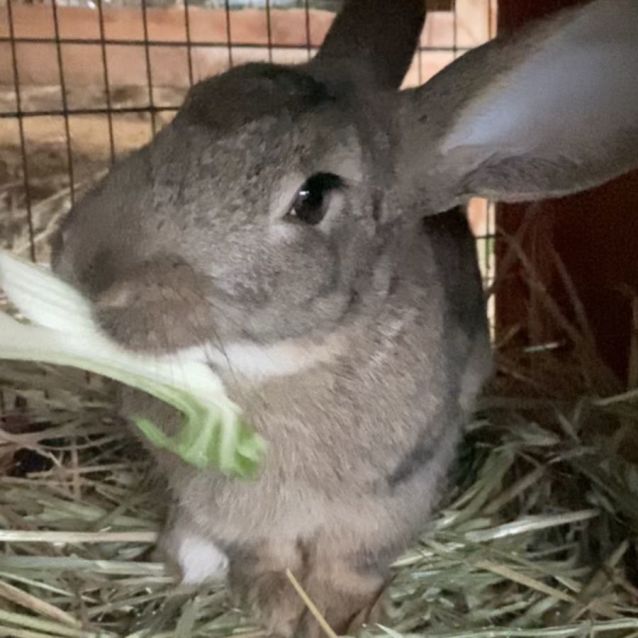 Photo of Bun Bun Jefferson