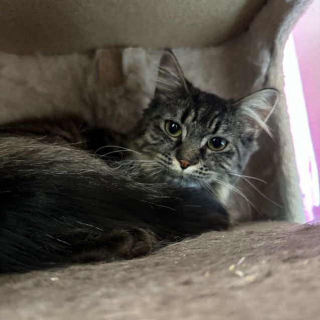 Photo of Willow Foster To Adopt