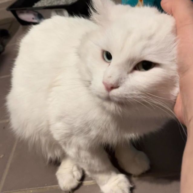 Photo of Noodles