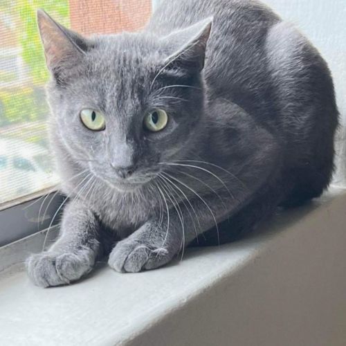 Merlin