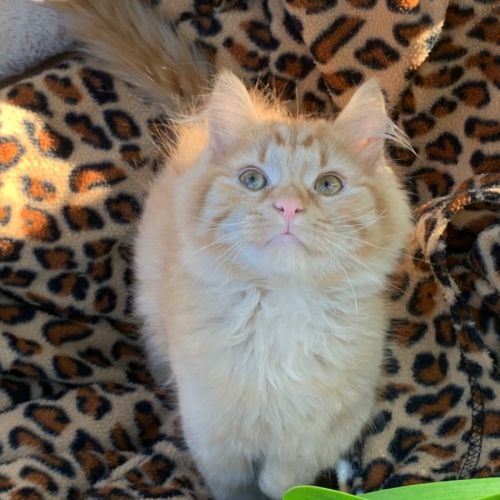 Jaggar😍💙🐾😽