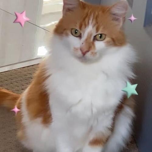 No photo for Gladioli