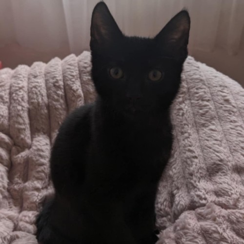 Sulley meet me@petstock keysborough 