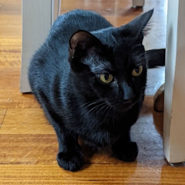 Sage aka Toothless Meet me PetStock Mornington Female Domestic Short Hair Cat in VIC